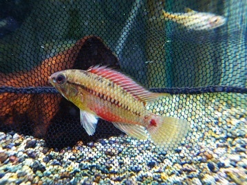 ホオミドリウロコインコ