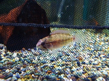 ライオンロップイヤー