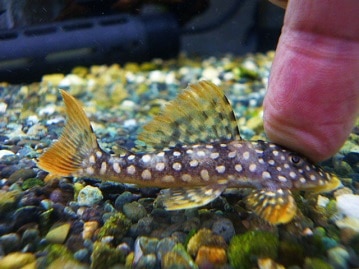 チワワ　パーティー　２０２０年３月２２日生まれ