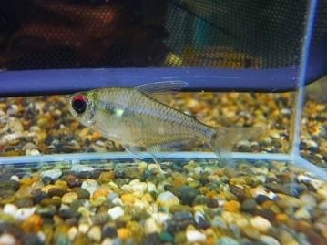 ホオミドリウロコインコ