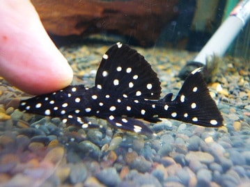 原作⇒劇場版のような性格変化!?　ウロコインコパイナップル!!