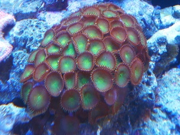 ブリティッシュショートヘア