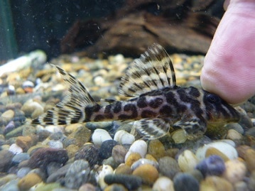 一人餌目前♪　おすすめのオカメちゃん！