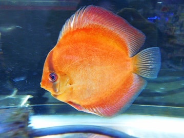 カニンヘンダックス