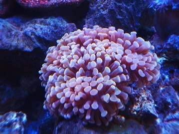 マメルリハ　モーブライラックファロー　２０２０年５月１７日撮影