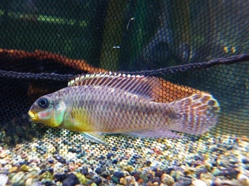 ホオミドリウロコインコ