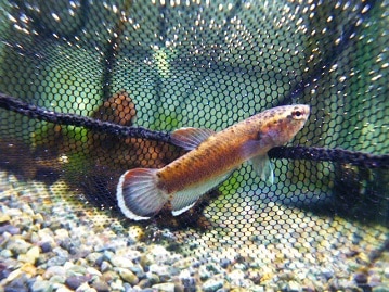 ネザーランドドワーフ