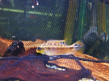 艶々の男前！　カニンヘンダックスさん入舎！