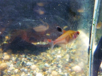 モフッとペチャ顔！エキゾチック入舎です（＾＾）