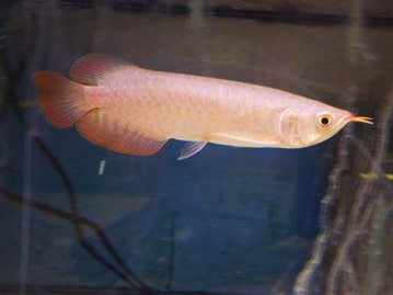 ネザーランドドワーフ