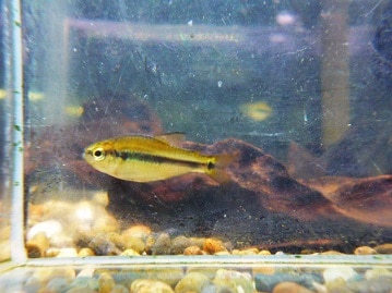 ネザーランドドワーフ