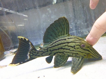 彩り鮮やか！ゴシキセイガイインコ入舎!!