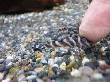 ネザーランドドワーフ