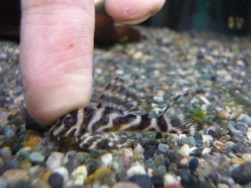 ゴシキセイガイインコ