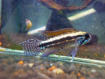 ドワーフラビット