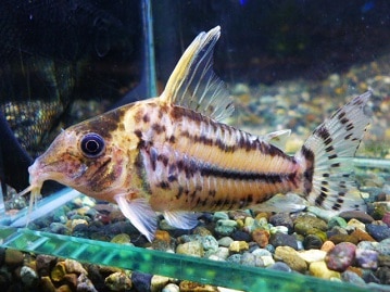 ミニチュアダックス