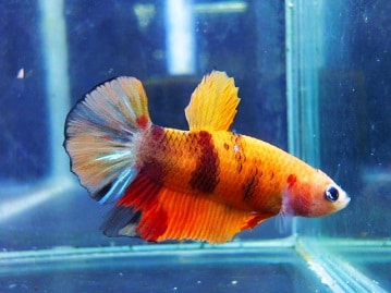 シロハラインコ