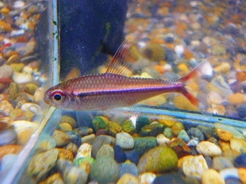 シロハラインコ