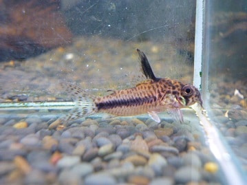 マメルリハ　コバルトバイオレット男の子　２０２０年６月生まれ　