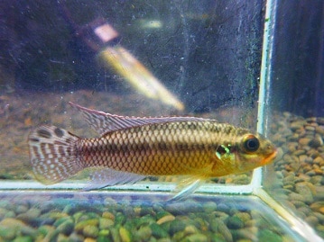 ドワーフラビット