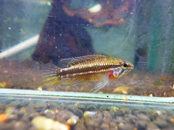 ミニチュアダックス