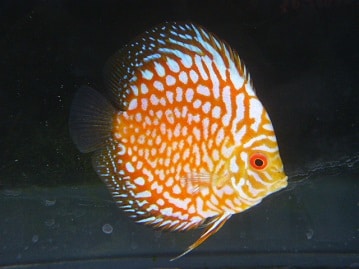 サザナミインコ