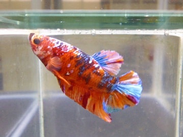 ミニチュアダックス