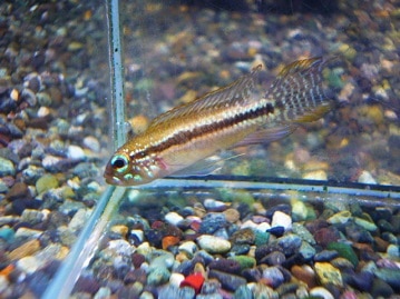 ドワーフラビット