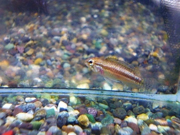 ミニチュアダックス