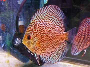 困り顔が魅力の!!　ラグドールちゃん入舎！