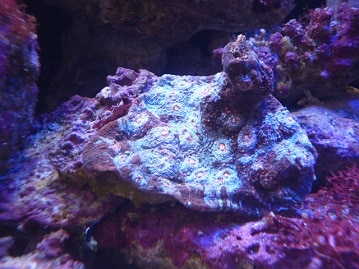 シロハラインコ