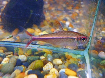 マメルリハ　ノーマル　男の子　２０２０年５月生まれ