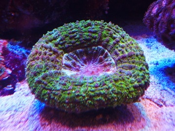 水の呼吸　拾●ノ型　漣（サザナミ）