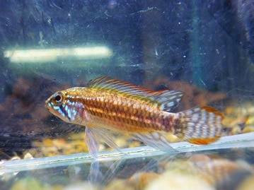 ハラホロヒレハレ～ シロハラインコがやって来ました!!