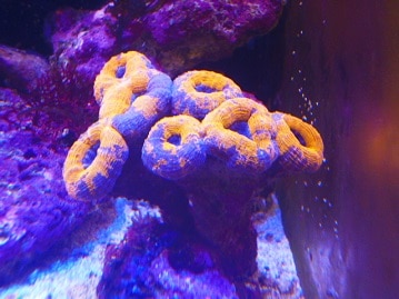 ベタ馴れ♪コザクラインコさん＾＾＊