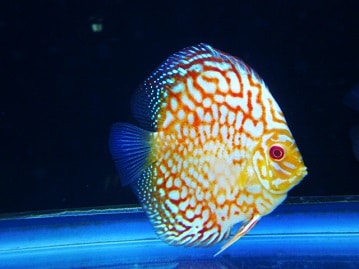 ゴシキセイガイインコ