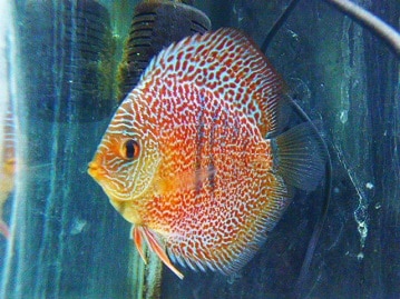 まんまるむちむち♪とってもかわいい豆柴ちゃん！！