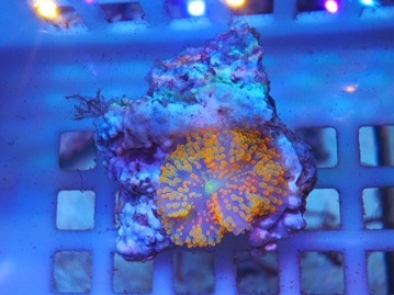 マメルリハ　ヘビーパイドパステルライラック男の子　２０２０年７月２４日撮影　