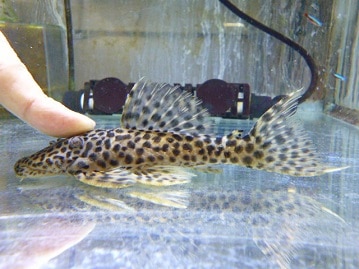 どや顔がステキ！！ゴシキセイガイインコちゃん♪