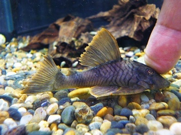 なかなかの美形！ミヌエット入舎しました！