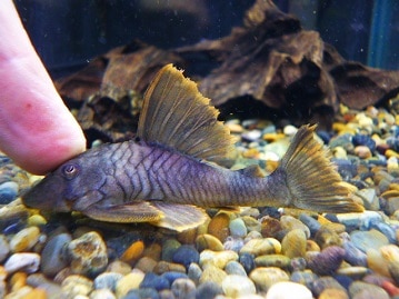 おすすめマンチカンちゃん♪