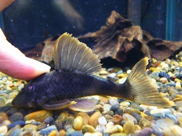 ゴシキセイガイインコ