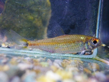 ゴシキセイガイインコ