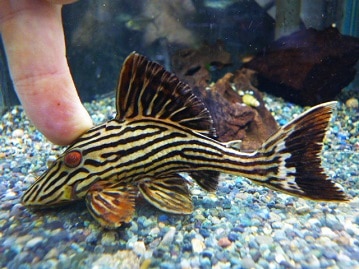 アキクサインコ（秋草インコ）