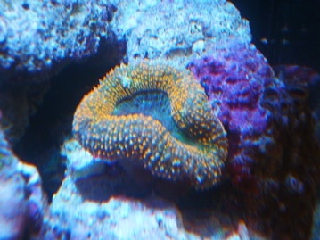 ミニチュアダックス