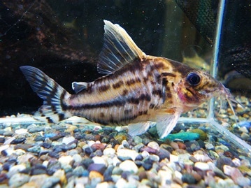 期間限定！　ホワイトフェイスのオカメインコが今なら・・・