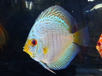 ミニチュアダックス