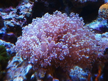 ４色ハルクインちゃんかな？（´U｀＊）