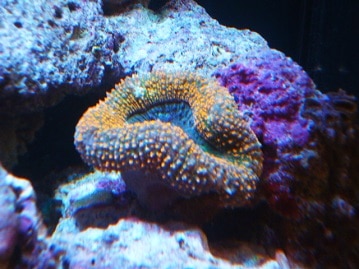 ミニチュアダックス