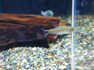 ミニチュアダックス